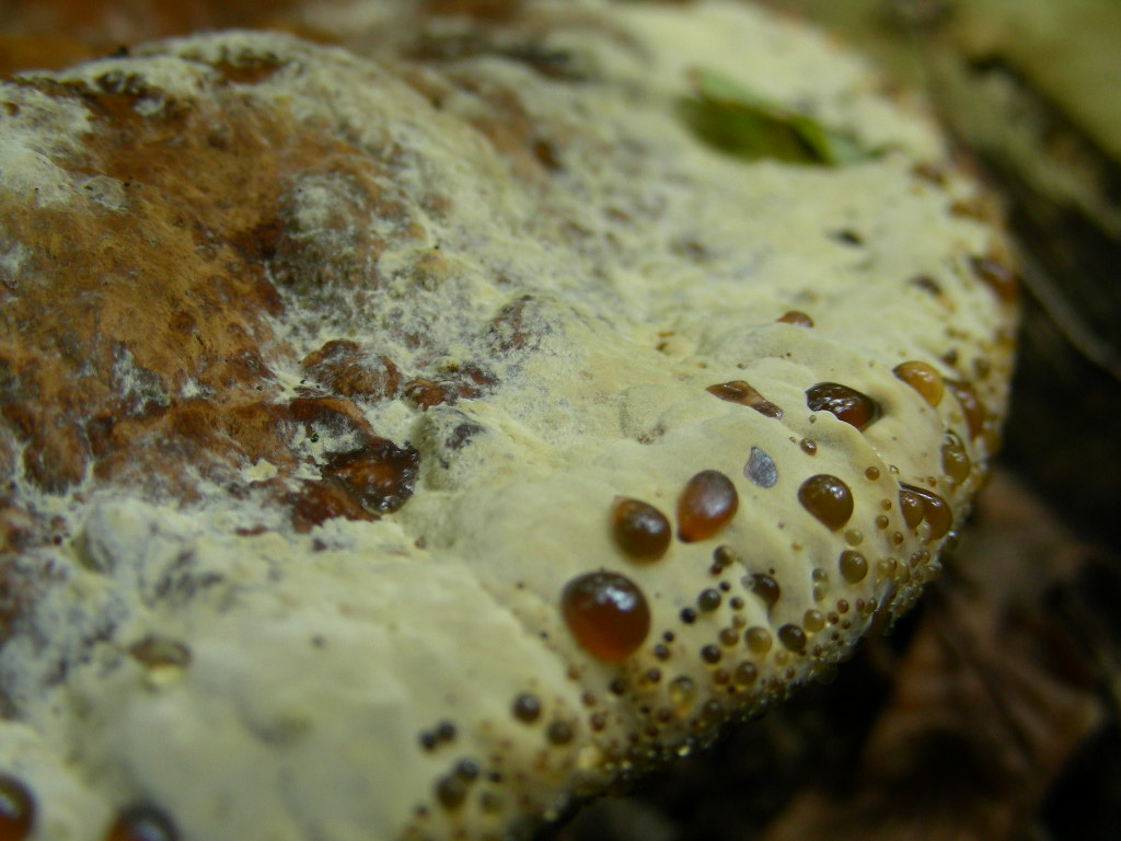 Inonotus dryadeus ...